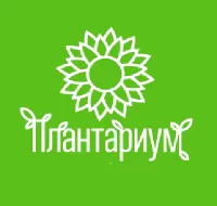 Саженцы Пихта корейская Блауэр Эскимо