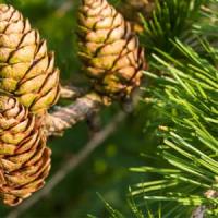 Пихта бальзамическая Abies balsameа WRB 100-120