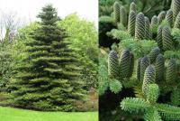 Пихта корейская Abies koreana