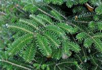 Саженцы Пихта корейская (Abies koreana)